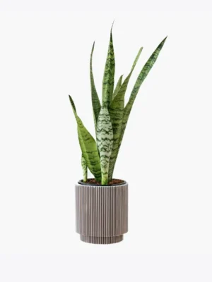 product image 6 optimized